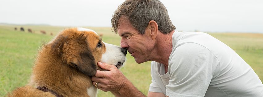 A Dog's Journey